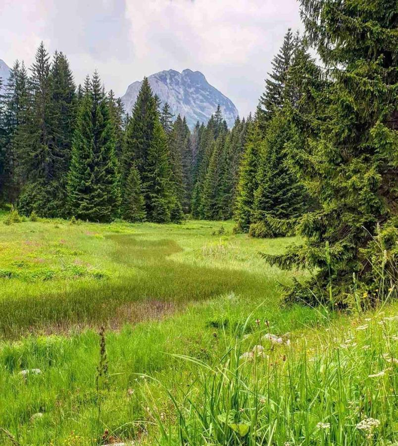 North Forest Žabljak Zewnętrze zdjęcie